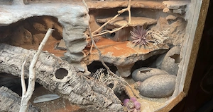 Leopardengeckos mit Terrarium 