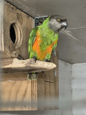 1 ZP Mohrenkopfpapageien 