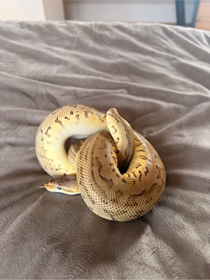 Königspython 1.0 NZ 2024   Citrus Pastel Leopard Mojave Pinstripe 