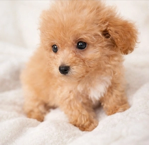 Maltipoo Welpen suchen ein liebevolles Zuhause   