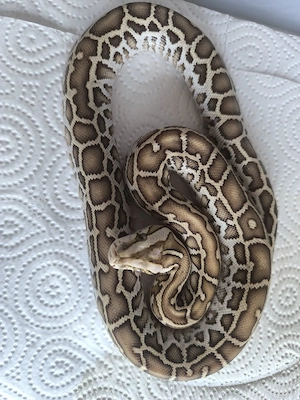 Tigerpython NZ25 Hypo het Granit