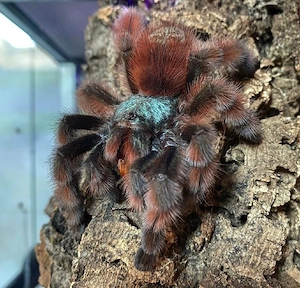 Nehme Vogelspinnen auf 