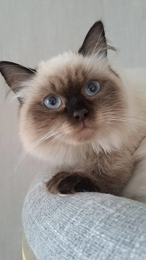 Neva masquerade sibirische weiblich Katze