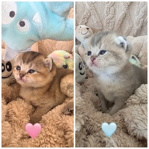 Wunderschöne bkh kätzchen suchen ein neues Zuhause 