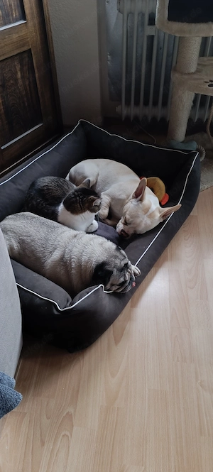 Suche Zweithund, biete Endplatz