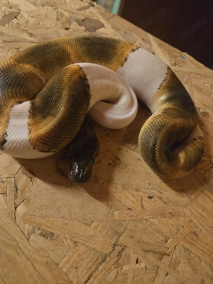 Königspython 1.0 Orange Dream Pinstripe Ghi Piebald 2025