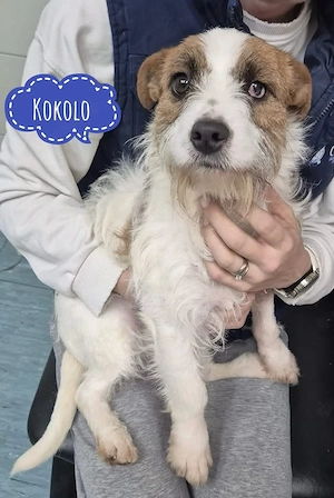 Kokolo, süßer junger Mischling sucht dringend ein Zuhause
