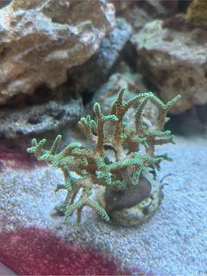 Meerwasser Korallen und Fische Günstig