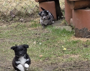 Nur noch 2 Welpen (1Junge+1 Mädchen) -kleinbleibend- (max. Dackelgröße!) sind ab sofort abgabebereit