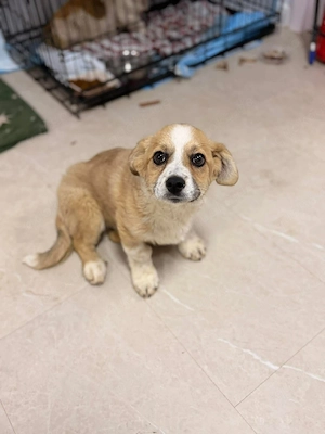 Kleiner Shimo sucht liebevolles Zuhause 