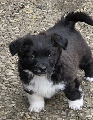 Nur noch 2 Welpen (1Junge+1 Mädchen) -kleinbleibend- (max. Dackelgröße!) sind ab sofort abgabebereit