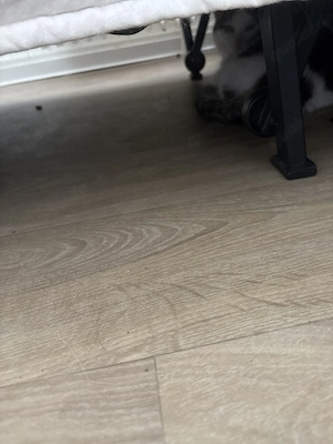 dringend: Katze abzugeben Notfall mit kleinen Kinder