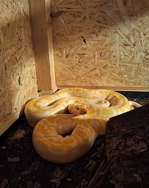 1.0 Python molurus bivittatus albino 2019 20
