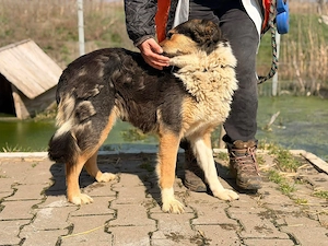 Sanfte Bailey sucht liebevolle Familie 