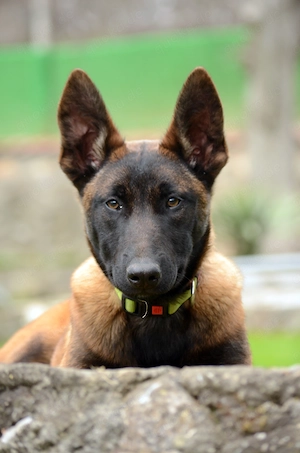 Belgischer Schäferhund (Malinois)