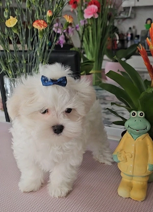 Wunderschöne kleinbleibende reinrassige Malteser Welpen 