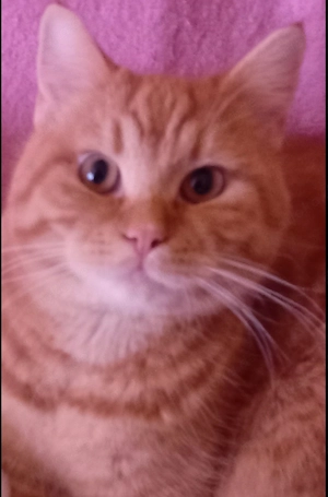 Bkh kater in liebevolle Hände abzugeben. 