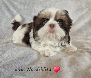Wunderschöne Shih Tzu Hündin 