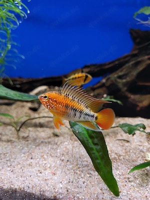 Apistogramma macmasteri Nachzuchten 