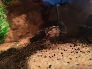 Aquarium mit 2 Moschusschildkröten 