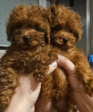 Zwerg-Toypudel-Hündinnen aus reinrassigen Eltern 