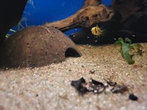 Weibliche Apistogramma cacatuoides Nachzuchten 