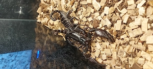 Skorpione heterometrus spinifer 