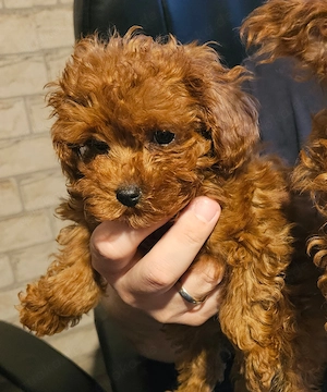 Zwerg-Toypudel-Hündinnen aus reinrassigen Eltern 