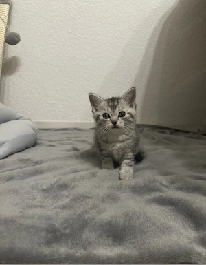 BKH Bengal Mix Kitten 