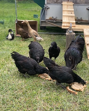 Ayam Cemani Bruteier 