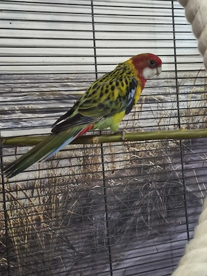 Prachtrosella sucht neues zu Hause