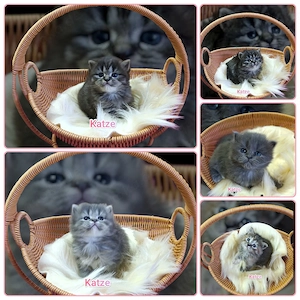 Exklusive Britisch Kurzhaar Heilige Birma Edelmixkitten ideale Familienkätzchen 