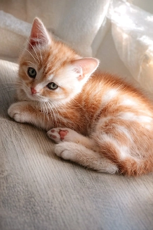 Junge bkh Marmur Rarität katzenbabys Bub rote Getiegert 