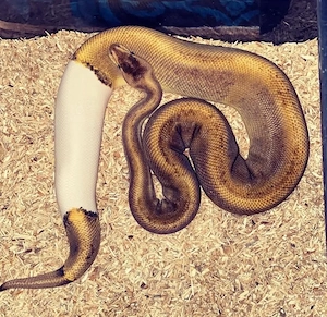 Königspython 1.0 Champagne Cinnamon Paradox dh Albino Piebald 
