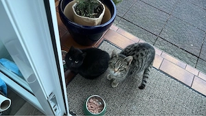 Hofkatzen Freigänger