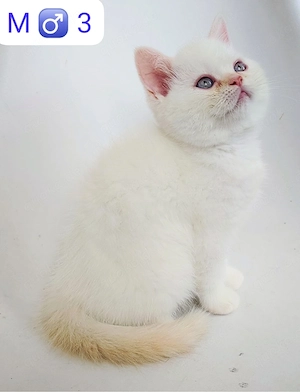 Wunderschöne weiße Britische Katzen suchen ein neues Zuhause