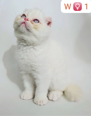     Britische Katzen zu verkaufen   kleine Herzen suchen ein liebevolles Zuhause     