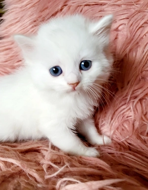 Baby Kitten. Weiß mit blauen Augen. Mädchen. Weiß. 
