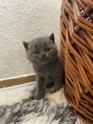 Zwei kleine Kater reinrassige Britisch Kurzhaar Katzen (BKH).