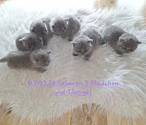 BKH Reinrassige Kitten!