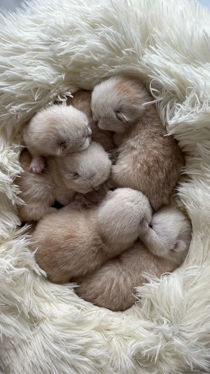 BKH Kitten in golden shaded tabby zu verkaufen (britisch kurzhaar kitten)