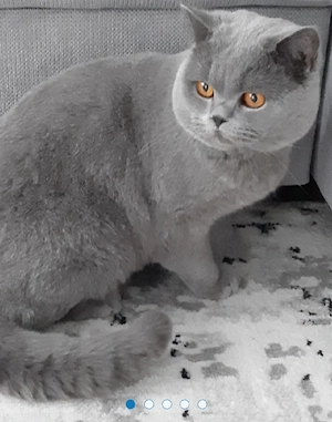 BKH Reinrassige Kitten suchen eine Liebevoller Familie! Bild 6