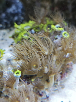 verschiedene LPS Korallen und Zoanthus abzugeben Meerwasser