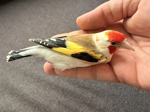 Stieglitz Major Wk Henne