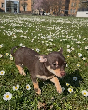 Brauner Chihuahua Welpe Rüde Offenburg - Baden-Wurttemberg