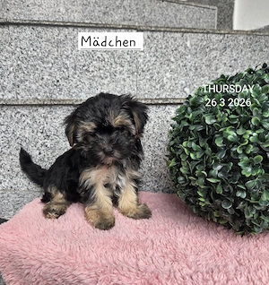 Morkie    Yorkshire-Malteser Babys    Chip