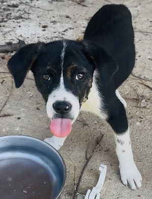 Mina sucht dringend ein Zuhause 