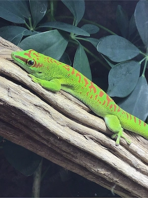 Phelsuma Grandis    , großer Madagaskar Taggecko 1.0.0