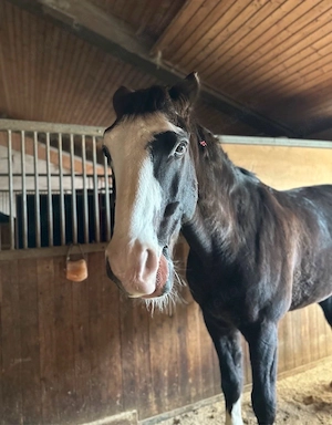 Braves Freizeitpferd zu verkaufen