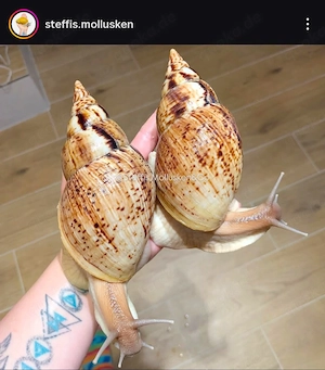 lissachatina Reticulata Achatschnecken Riesenschnecken 